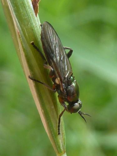 Actina chalybea
